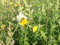 Wildblumenwiesen für Insekten